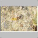 Philanthus triangulum - Bienenwolf w09.jpg